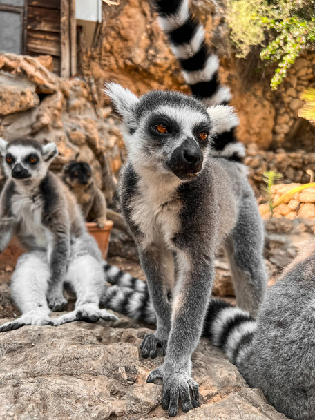 Lemur kroužkovitý v zoologické zahradě, detailní záběr - Fotografie, Obrázek