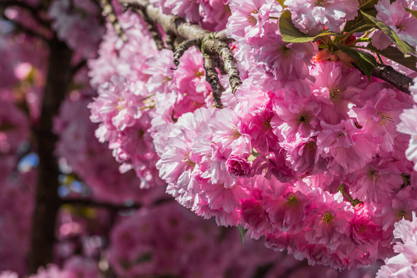 Velvet sakura flowers on a branch against. Sakura flowers close up on a tree branch. Spring banner, branches of cherry blossoms against the blue sky in nature outdoors. - 写真・画像