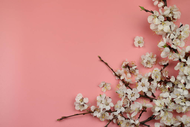 A pink background with spring white apricot blossom on it and copy space - Photo, Image
