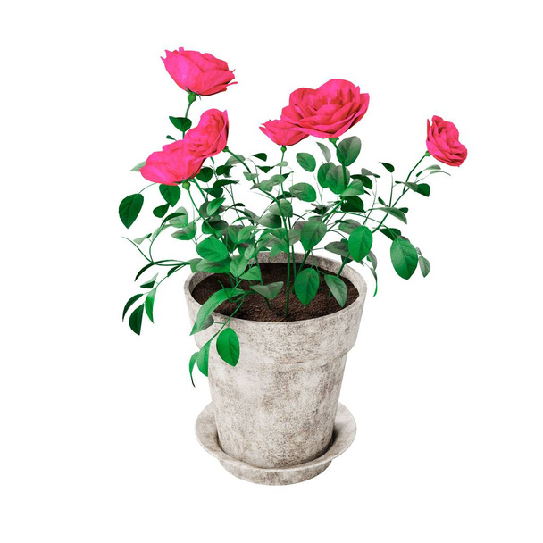 A 3D rendering illustration of flowers in a pot isolated on a white background - Foto, imagen