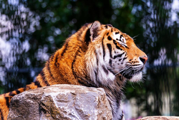A closeup of a Siberian tiger in a zoo under the sunlight with a blurry background - Foto, Imagem