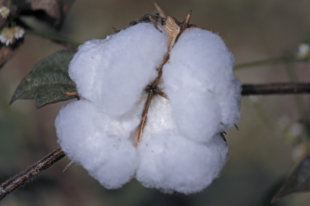 Cotton Field, Boll ready for harvest - Photo, Image