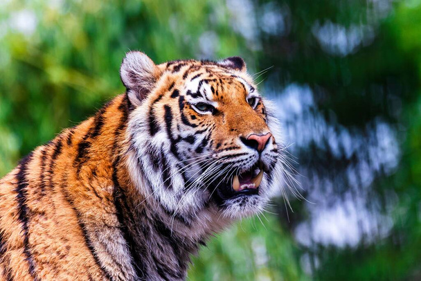 A closeup of a Siberian tiger in a zoo under the sunlight with a blurry background - Fotoğraf, Görsel