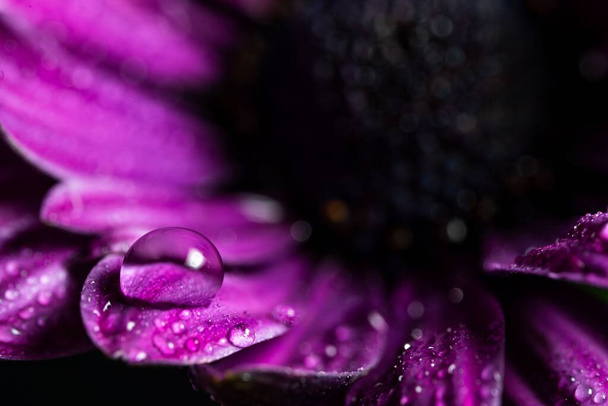 Μια μακρο-λήψη μιας σταγόνας νερού σε ένα μωβ πέταλο λουλουδιού - Φωτογραφία, εικόνα