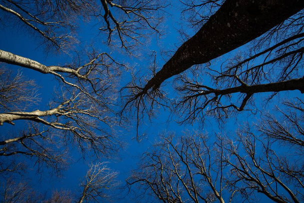 A low angle of tall leafless trees with blue sky - Foto, Imagen