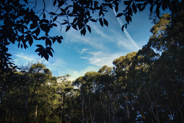 A gorgeous view of an Australian forest with tall green trees under a bright blue sky on a sunny day - Fotoğraf, Görsel
