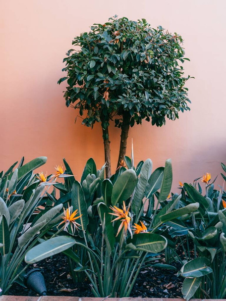 A vertical shot of Bird of paradise flowers in a garden - Photo, image