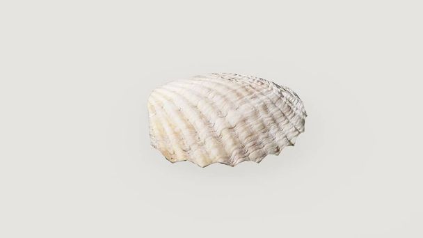 A 3D render of a seashell isolated on a white background - Fotoğraf, Görsel