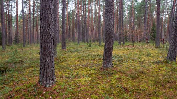 A forest with tall trees and the grass on the ground in Lithuania - Foto, Bild