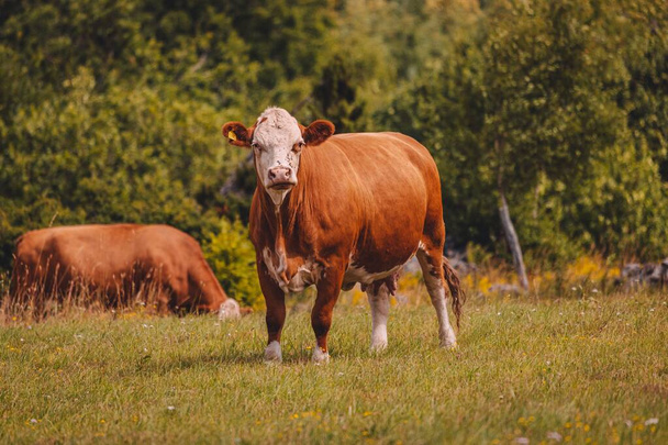 A brown white headed cow standing at the farm on a sunny day - Fotó, kép