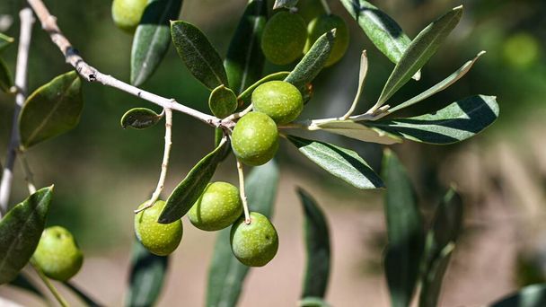 A closeup shot of tree branches with green olives - Photo, Image