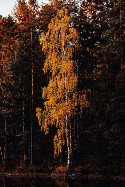 A vertical shot of tall trees near the lake in autumn - Photo, image
