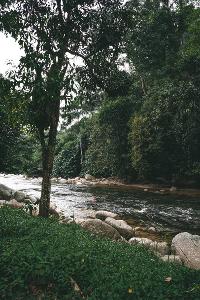 A vertical shot of the Sungai Kampar river flowing in a forest - Foto, imagen