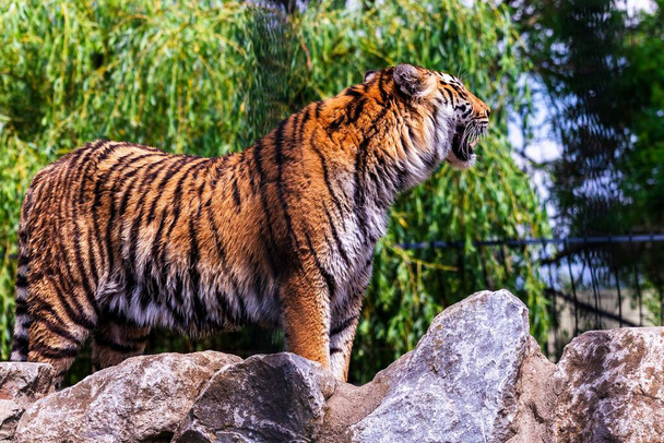 A closeup of a Siberian tiger in a zoo under the sunlight with a blurry background - Φωτογραφία, εικόνα