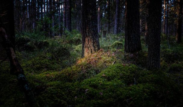 A landscape view of the forest - Foto, Bild