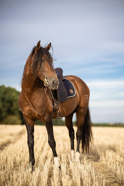 A Spanish horse stallion with bridle and saddle on brown grass field with blue sky, vertical shot - Фото, зображення