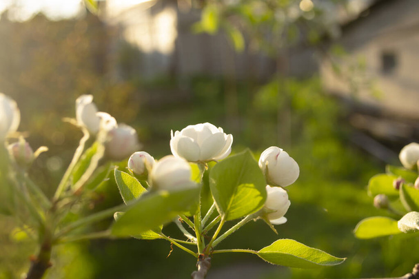 Perenboom bloemen van dichtbij. witte bloemen en knoppen van de fruitboom. Zonlicht valt op perenbloemen. Bij zonsopgang zien de bloemen van de bomen er prachtig uit.. - Foto, afbeelding