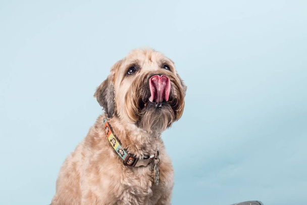 A closeup portrait of beautiful Soft-coated Wheaten Terrier dog with colorful collar licking his nose on light blue background - Φωτογραφία, εικόνα