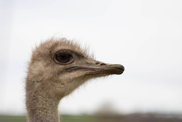 A closeup shot of an ostrich head and face against an isolated background - Фото, изображение