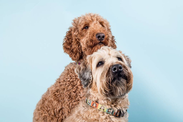 Closeup of beautiful Soft-coated Wheaten Terrier and fluffy Labradoodle dogs in collar looking at camera on light blue background - Foto, immagini