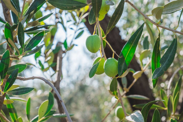 A closeup shot of organically grown olives in Seville, Spain. - Photo, Image