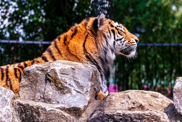 A closeup of a Siberian tiger in a zoo under the sunlight with a blurry background - Foto, imagen