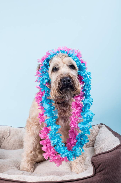 Closeup portrait of Soft-coated Wheaten Terrier in tropical blue and pink necklaces sitting on fluffy dog bed - Fotó, kép