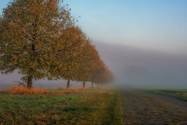 A landscape view of the trees in a row on a foggy morning in autumn - Foto, Imagem