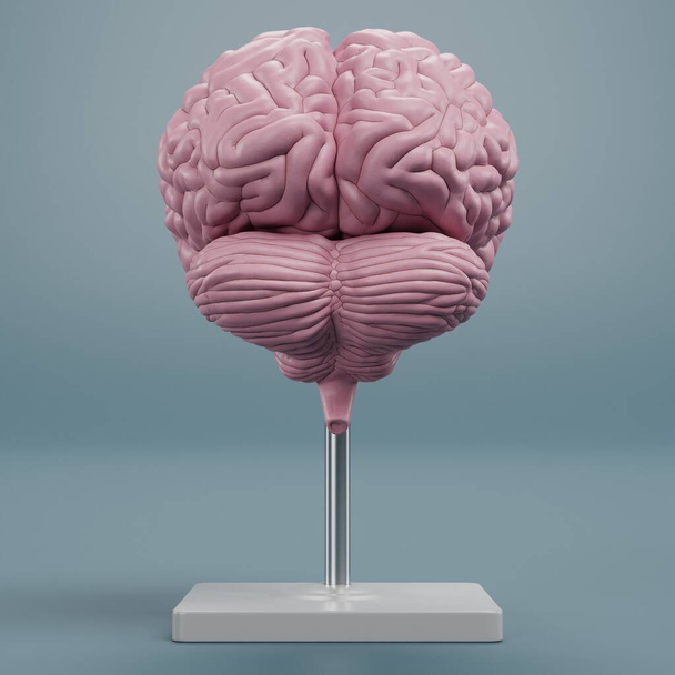 Realistic 3D Render of Plastic Brain Model - Φωτογραφία, εικόνα