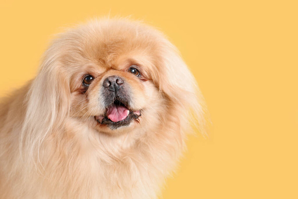 милий собака на жовтому фоні
 - Фото, зображення