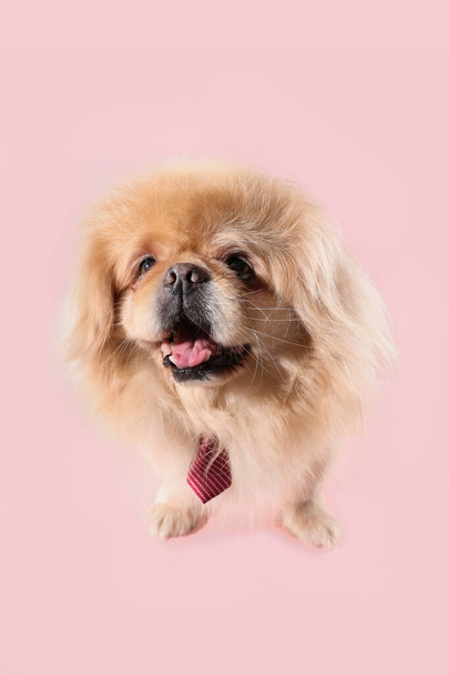 Cute dog with necktie on pink background - Foto, Imagem