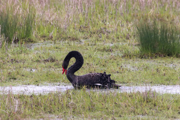 Krásný zvířecí portrét vzácné černé labutě na jezeře - Fotografie, Obrázek