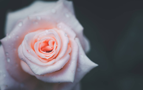 黒を背景に薄いピンク色のバラの花を閉じました。トップビューとコピースペースの花と愛の概念 - 写真・画像
