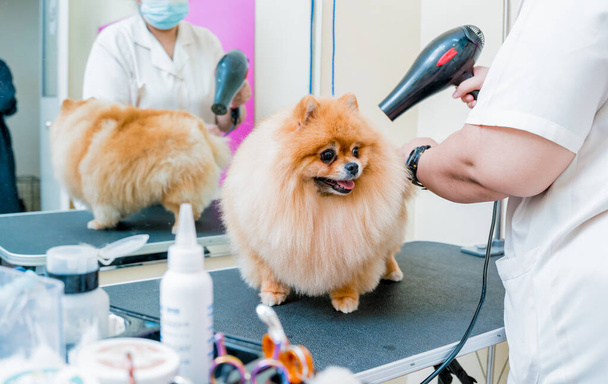 Groomer blow dry a Pomeranian dog after washing in at grooming salon. - 写真・画像