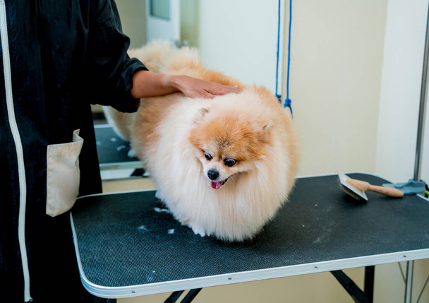 Groomer with protective face masks cutting Pomeranian dog at grooming salon - Foto, imagen