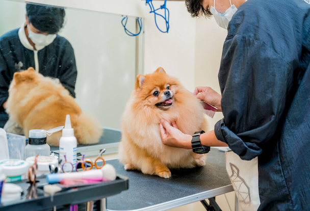 Groomer with protective face mask cutting Pomeranian dog at grooming salon - Fotó, kép