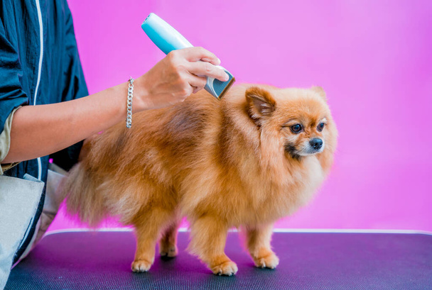 Groomer cutting Pomeranian dog at grooming salon - Foto, immagini