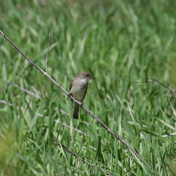 Наименьший Flycatcher (empidonax minimus) сидел на ветке, висящей над травянистым лугом - Фото, изображение