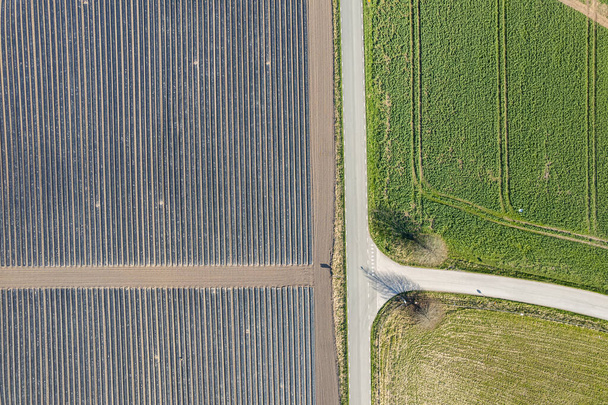 Vue aérienne sur de grands champs plantés par une journée ensoleillée. Récolte, récolte sur les champs. Symbole de l'industrie agricole. Travaillez sur le terrain. Vue du dessus sur les textures des champs, les plantations. - Photo, image