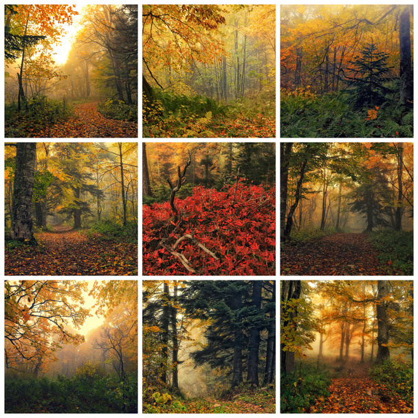Podzim - Fotografie, Obrázek