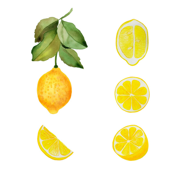 Λεμόνια σε ένα κλαδί και κομμάτια φρούτων σε ένα απομονωμένο φόντο σύνολο ακουαρέλα εικόνα. Χειροποίητα στοιχεία σχεδιασμού - Φωτογραφία, εικόνα
