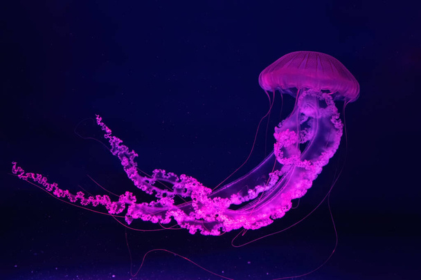 Medusas fluorescentes nadando en la piscina del acuario submarino con luz de neón rosa. La plocamia de la ortiga del mar sudamericano en el agua azul, el océano. Theriology, tourism, diving, undersea life. - Foto, imagen