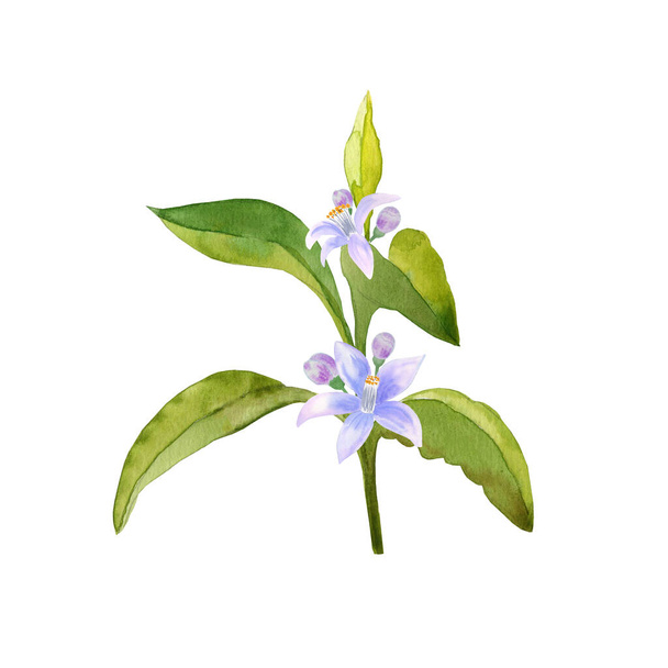 Ilustración de acuarela de rama de árbol de cítricos en flor. Hojas verdes con flores blancas dibujadas a mano sobre un fondo aislado. - Foto, Imagen