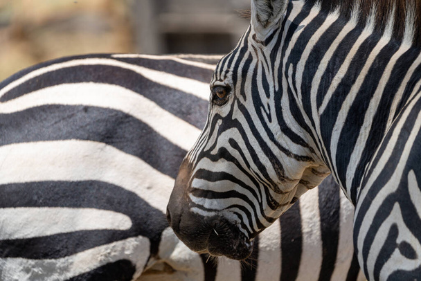 Nahaufnahme eines Zebrakopfes, dahinter ein weiteres Zebra. Selektiver Fokus - Crescent Island, Kenia Afrika - Foto, Bild