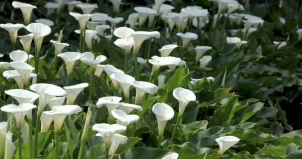 Lähikuva valkoinen calla liljat keväällä calla lilja puisto - Materiaali, video