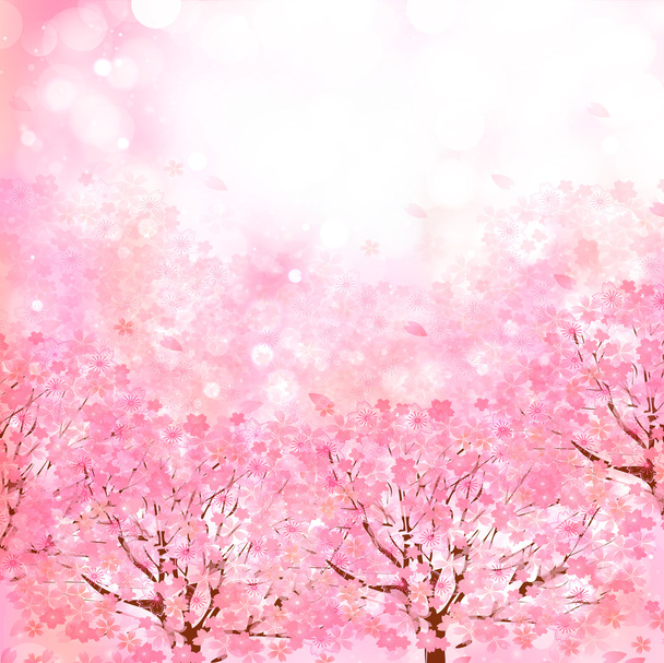 fiori di ciliegio sfondo
 - Vettoriali, immagini