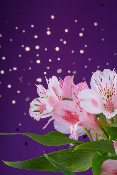 Ramo de flores alstroemeria
 - Foto, imagen