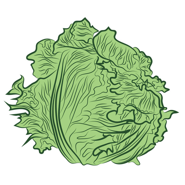 A green cabbage on a white background. - Vektor, obrázek