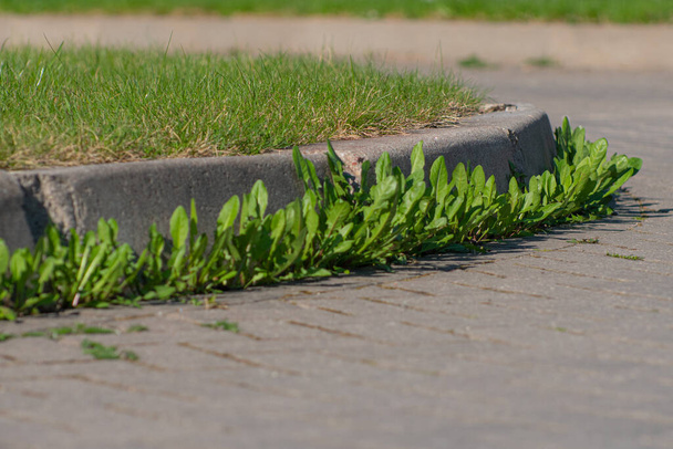 Moss y malezas en el pavimento. Los dientes de león amarillos crecieron en el asfalto. Plantas naturales crecen en el pavimento - Foto, Imagen