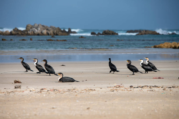 Group of birds seen on shoreline - Photo, Image